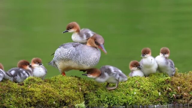 Common Merganser with Brood of Ducklings