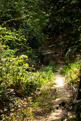Obraz premium Path through green plants in a forest during daylight