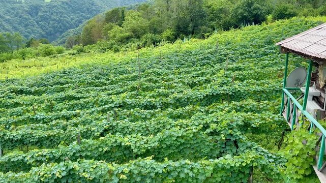 A winery with beautiful green grape vines on a mountain farm in Georgia.