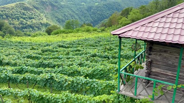 Beautiful vinery afrm in Georgia, mountain hills with vines and the small house in Adjaria area of Georgia