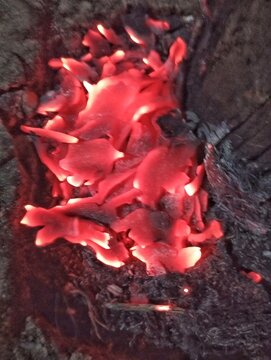 Glowing red hot embers burning in dark