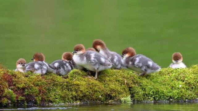 Group of Common Merganser  Ducklings