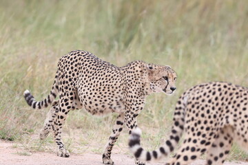 The cheetah (Acinonyx jubatus jubatus) is a species of large feline and the only living member of the genus Acinonyx. This photo was taken in Kruger National Park, South Africa. © feathercollector