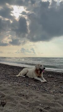 Happy white dog sitting on a rocky beach, enjoying the outdoors near the sea
