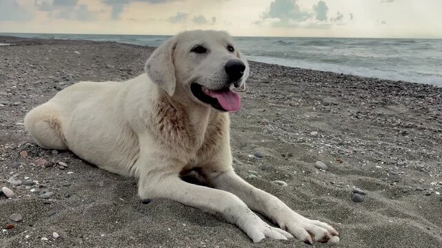 Happy white dog sitting on a rocky beach, enjoying the outdoors near the sea
