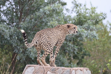The cheetah (Acinonyx jubatus jubatus) is a species of large feline and the only living member of the genus Acinonyx. This photo was taken in Kruger National Park, South Africa. © feathercollector