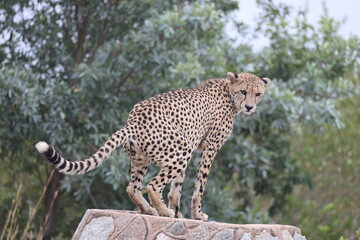 The cheetah (Acinonyx jubatus jubatus) is a species of large feline and the only living member of the genus Acinonyx. This photo was taken in Kruger National Park, South Africa. © feathercollector