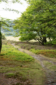 Green Forest Path with Sunlight in a Countryside Valley