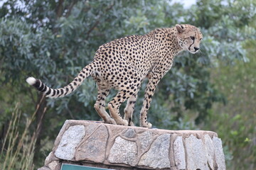 The cheetah (Acinonyx jubatus jubatus) is a species of large feline and the only living member of the genus Acinonyx. This photo was taken in Kruger National Park, South Africa. © feathercollector