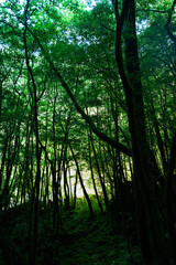 Fototapeta premium Dark Mystical Forest Path with Sunlight Filtering Through Trees on the Way to Jomon Sugi, Yakushima