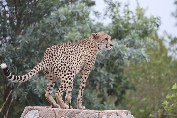 The cheetah (Acinonyx jubatus jubatus) is a species of large feline and the only living member of the genus Acinonyx. This photo was taken in Kruger National Park, South Africa. © feathercollector
