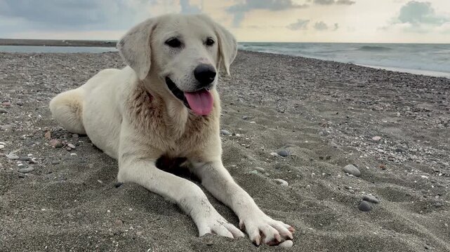 Happy white dog sitting on a rocky beach, enjoying the outdoors near the sea