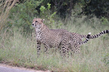 The cheetah (Acinonyx jubatus jubatus) is a species of large feline and the only living member of the genus Acinonyx. This photo was taken in Kruger National Park, South Africa. © feathercollector