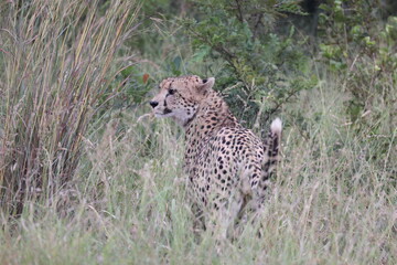 The cheetah (Acinonyx jubatus jubatus) is a species of large feline and the only living member of the genus Acinonyx. This photo was taken in Kruger National Park, South Africa. © feathercollector