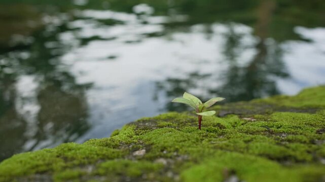 Close up of small seedling growing from crack on mossy flat rock slab by rippling stream in morning forest, lush nature concept