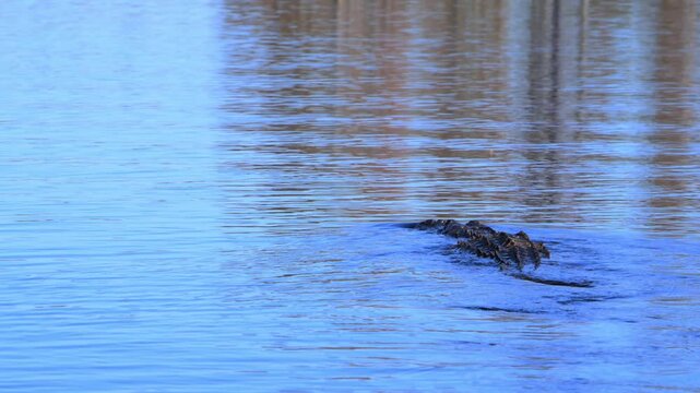 An American alligator (Alligator mississippiensis) moves across the water surface in the wetland ecosystem of Okefenokee National Wildlife Refuge, Georgia, USA
