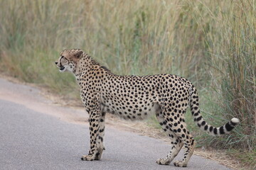 The cheetah (Acinonyx jubatus jubatus) is a species of large feline and the only living member of the genus Acinonyx. This photo was taken in Kruger National Park, South Africa. © feathercollector