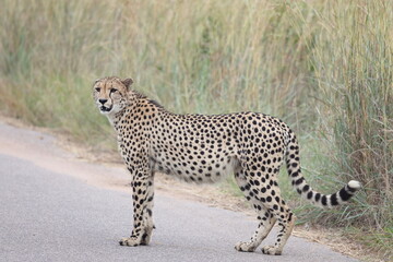 The cheetah (Acinonyx jubatus jubatus) is a species of large feline and the only living member of the genus Acinonyx. This photo was taken in Kruger National Park, South Africa. © feathercollector