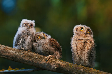 Portrait of three fluffy nestling Eurasian scops owls Otus scops perched on a tree branch in a forest. Close-up of a young wild owl chick in Wildlife habitat, featuring soft feathers, expressive eyes. © EvgeniyQW