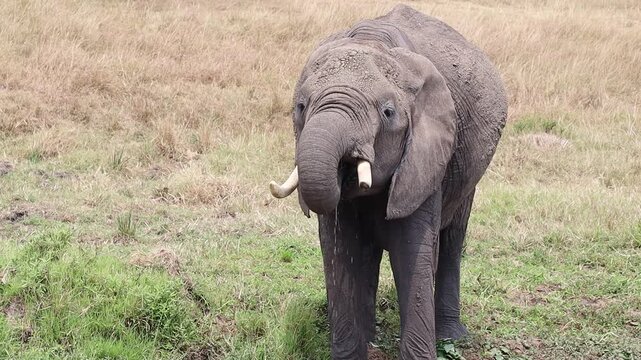 African elephant drinking water in the wild
