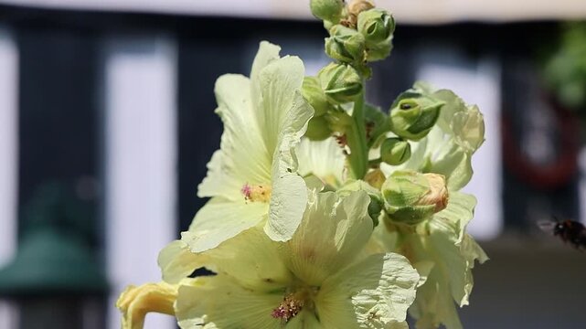 Bumblebee collecting pollen from a yellow hollyhock flower