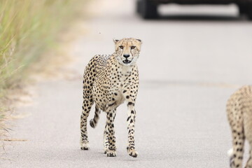 The cheetah (Acinonyx jubatus jubatus) is a species of large feline and the only living member of the genus Acinonyx. This photo was taken in Kruger National Park, South Africa. © feathercollector