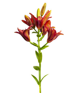 Single plant. Lily branch isolated on white background. Orange flower.