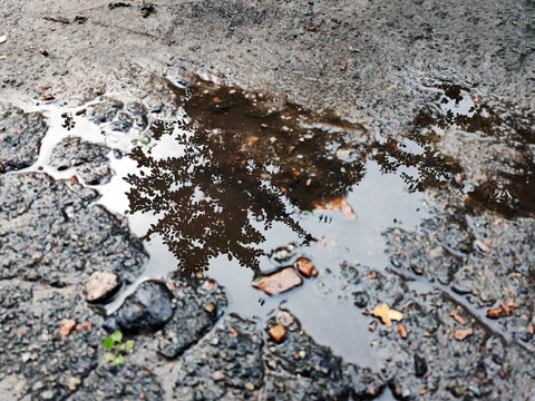 Reflection of tree branches in a rain puddle on muddy ground with small ripples and stones, natural abstract scene after rainfall.
