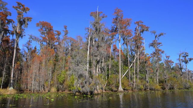 Autumn landscape of the Okefenokee National Wildlife Refuge, a freshwater wetland in Georgia, USA.