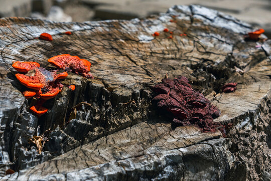 Bright orange bracket fungi grow on weathered old tree stump
bracket fungi mushrooms growing on weathered. cracked old tree stump with natural wood grain textures. Wild mushrooms with dead wood log.