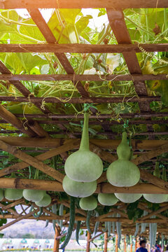 Fresh green bottle gourds hanging under bamboo trellis structure in organic garden. Fresh calabash bottle gourds hanging down from wooden and bamboo arbor trellis canopy in organic vegetable garden.
