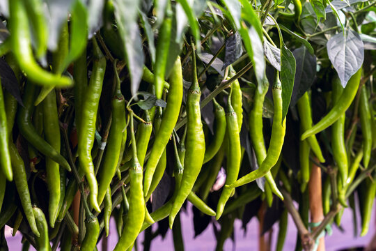 Fresh green chili peppers hanging heavily on plants in organic agricultural farm greenhouse. Vibrant green cayenne peppers in organic greenhouse. Abundant harvest of green chilies in agriculture field