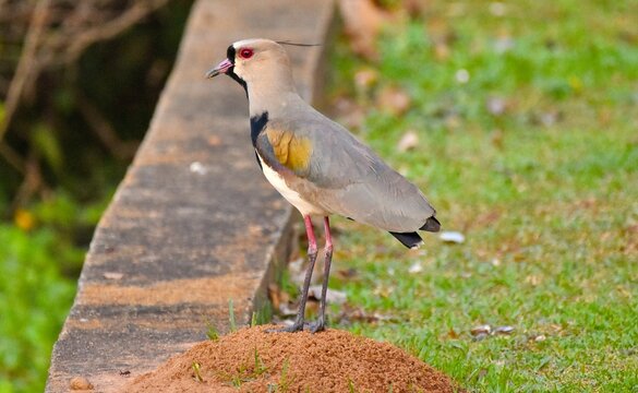 Southern lapwing