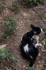 cat in a garden © Lara