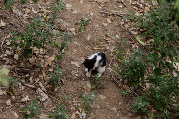 cat in a garden © Lara