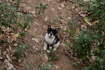 cat in a garden © Lara