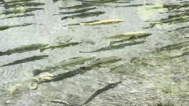 A flock of freshwater fish, trout, and golden trout, including light golden individuals, swim in crystal clear water above a rocky bottom. Fish, rocks and sun glare are clearly visible through the cle