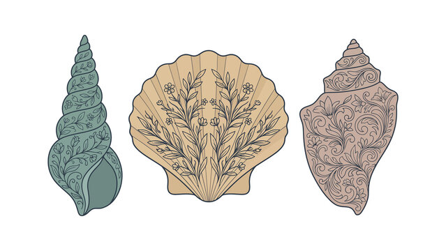 Illustration set of three artistic seashells collection with seashells, seashell