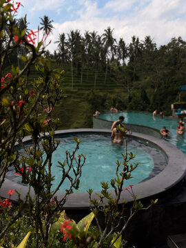 A tranquil swimming pool surrounded by lush greenery and tropical plants. People relax and enjoy the serene atmosphere. The setting highlights nature and leisure.