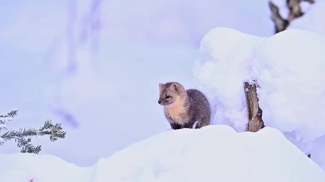 Sable in the Snow