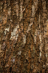 Naklejka premium Close view of rough tree bark showing texture and details in a forest setting during daylight