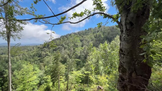 A scenic forest valley in Kartepe, Turkey, is naturally framed by beech tree trunks and leafy branches, creating depth, balance, and a peaceful summer woodland view.