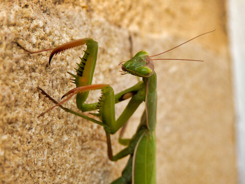 Close up of the spine covered raptorial legs of a praying Mantis
