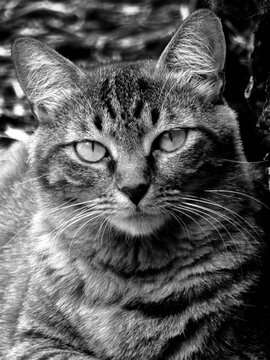 la tigre