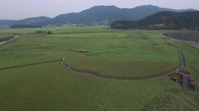 Korea Suncheonman Bay national garden UNESCO natural heritage wetland reed field coastal estuary nature landscape 순천만 순천만국가정원 유네스코 세계자연유산 습지 갈대밭 칠면초 갯벌 물길 자연경관 생태공원