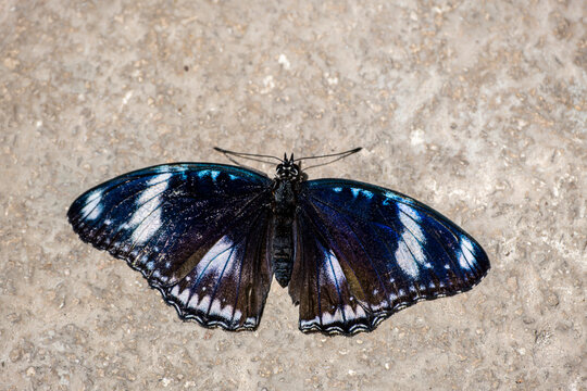 Hypolimnas bolina Blue Moon Butterfly Macro Close Up. Hypolimnas bolina with Vibrant Blue and Black Wings. Beautiful Hypolimnas bolina Butterfly with Blue Wing Markings.