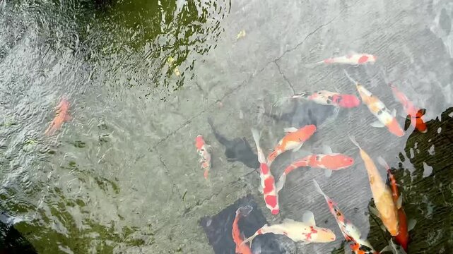 4K overhead footage of colorful koi fish swimming in green pond with water ripples. Seamless loop for zen garden, feng shui, wellness, meditation and mental health video content.