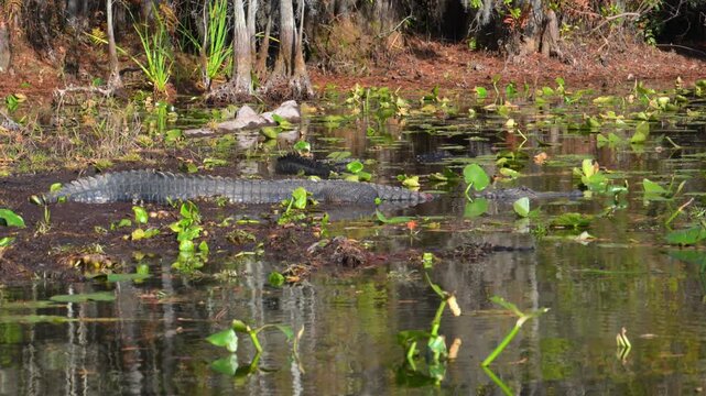 An American alligator (Alligator mississippiensis) lies in shallow water among aquatic vegetation within the wetland ecosystem of Okefenokee National Wildlife Refuge, Georgia, USA