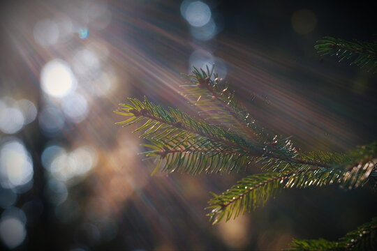 Zweig mit stimmungsvollen Gegenlicht im Wald
