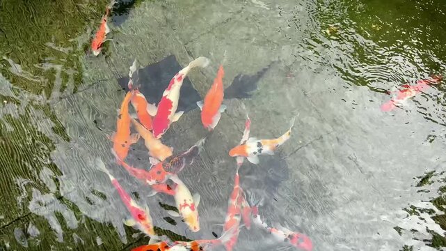 4K overhead footage of colorful koi fish swimming in green pond with water ripples. Seamless loop for zen garden, feng shui, wellness, meditation and mental health video content.
